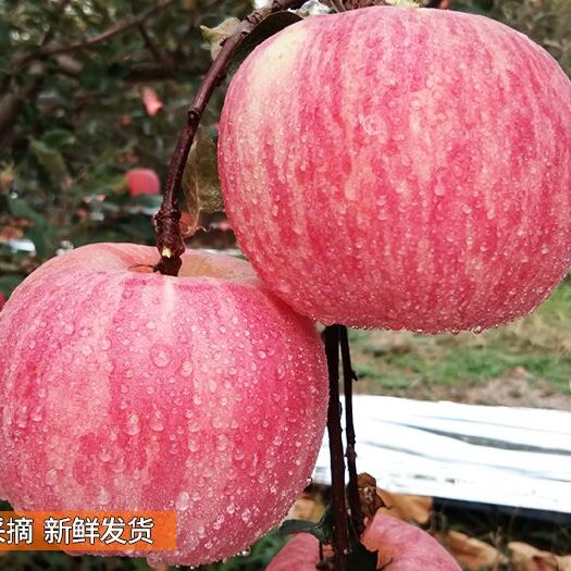 烟台栖霞苹果 栖霞红富士果园直发只批发不零售3000斤起批