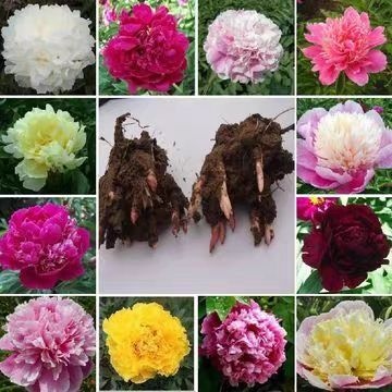 平邑县多花芍药 【勺药花盆栽 四季大根块多年生花卉盆栽易种带芽发货种跟当年开