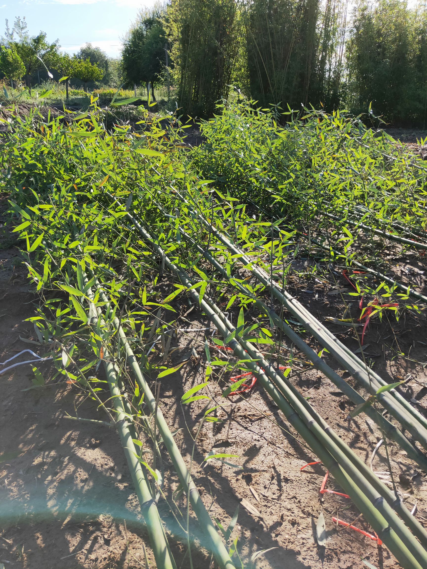  早园竹，刚竹，金镶玉竹，代苗，超大盆栽苗竹苗，适合北方生长