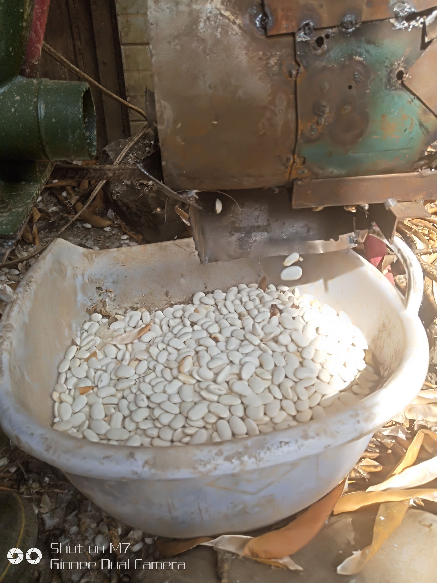  贵州威宁正宗白芸豆