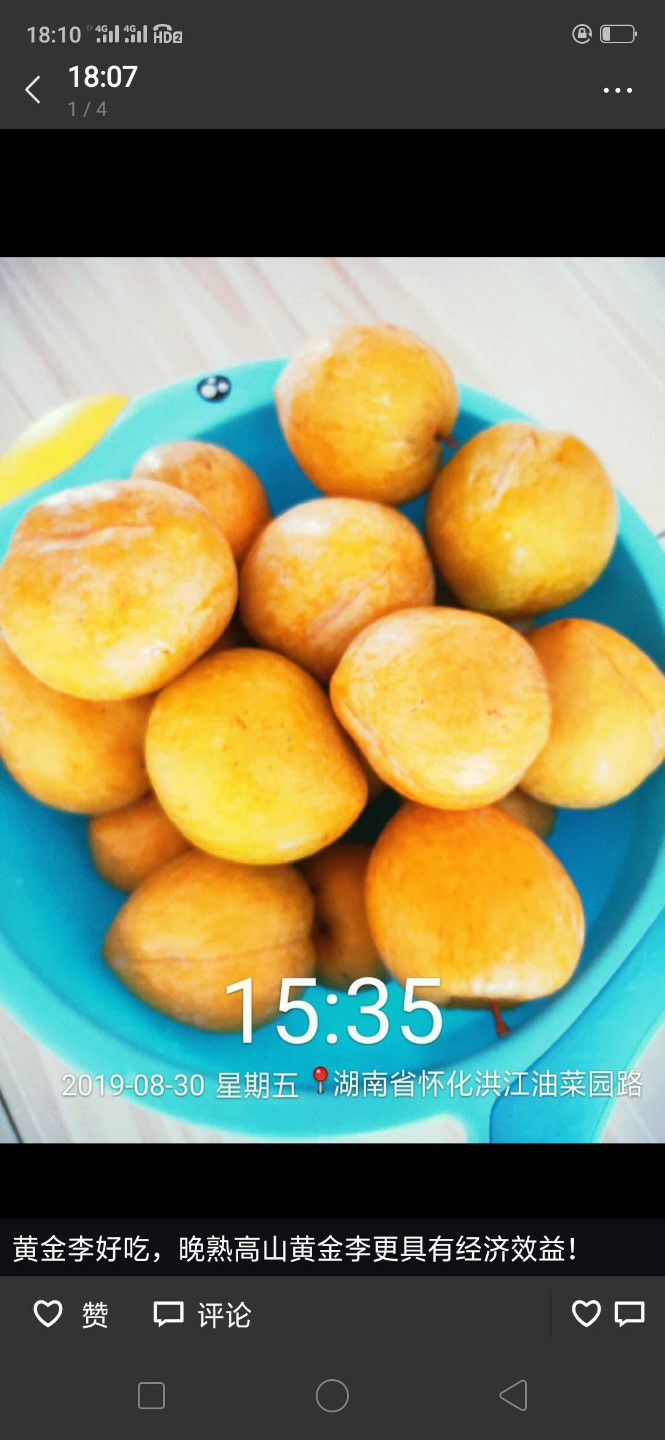 黄金李苗 黄金李优系晚熟黄金李错开黄金奈李高峰而市场价益