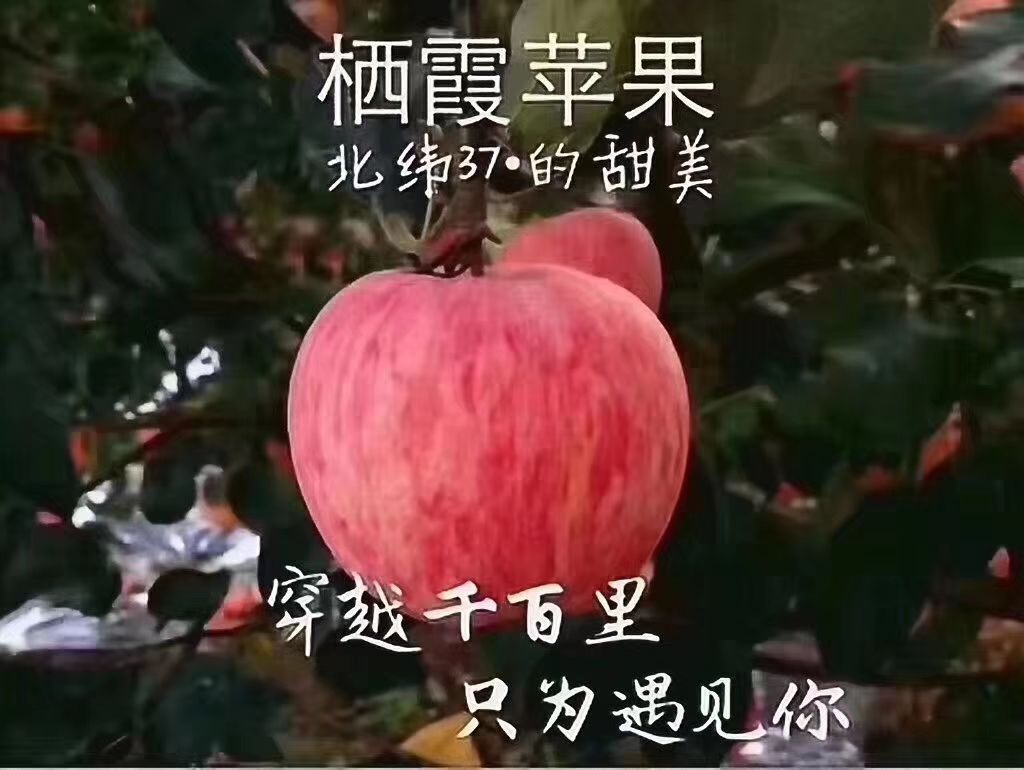 苹果  栖霞红富士