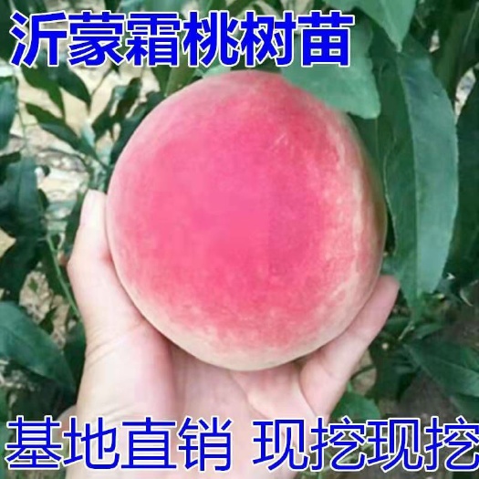 平邑县沂蒙霜红1号苗 苗圃直供，保证品种和成活。1-3嫁接苗都有，免费技术指导。