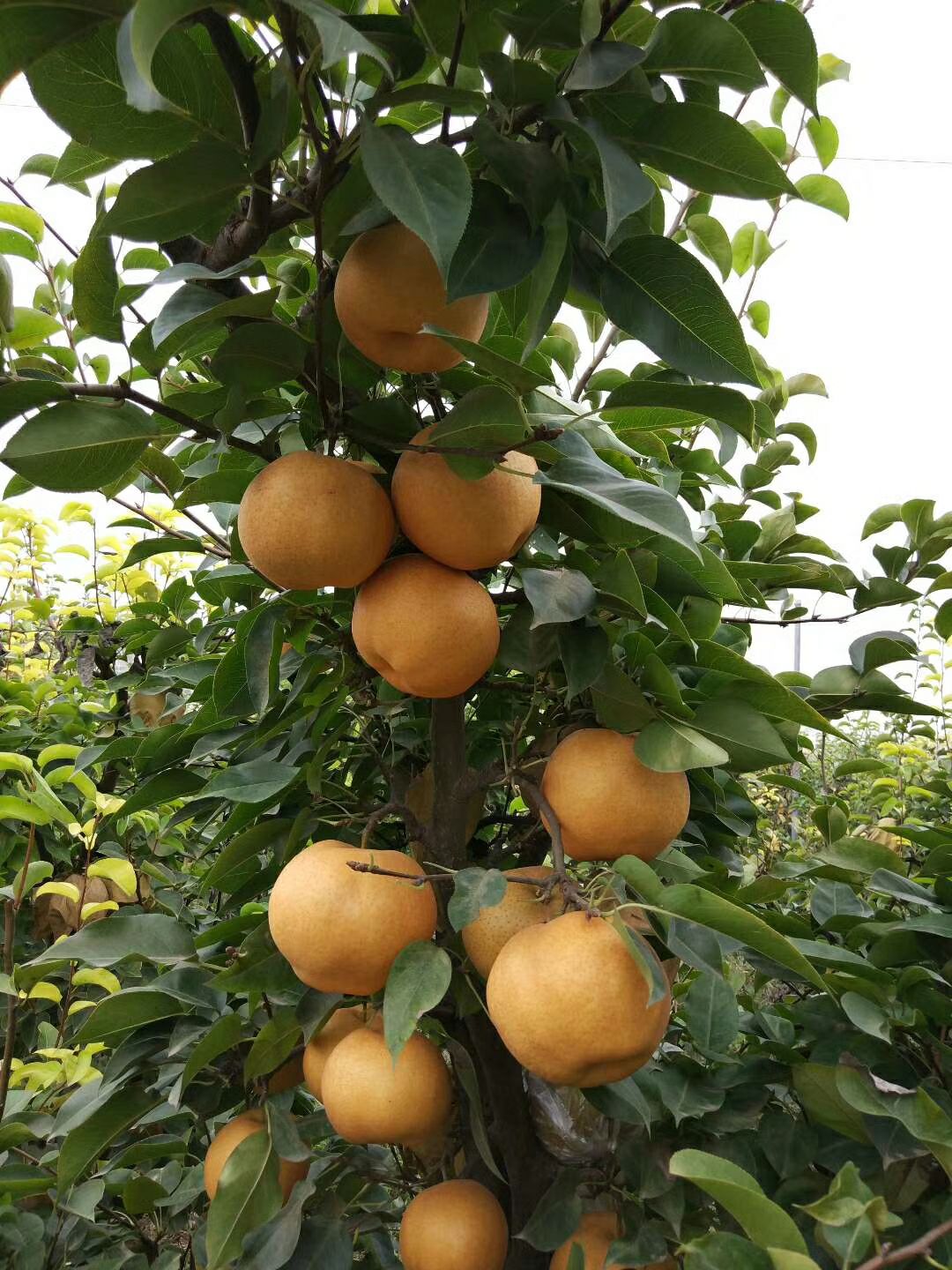  傻嫩蜜梨