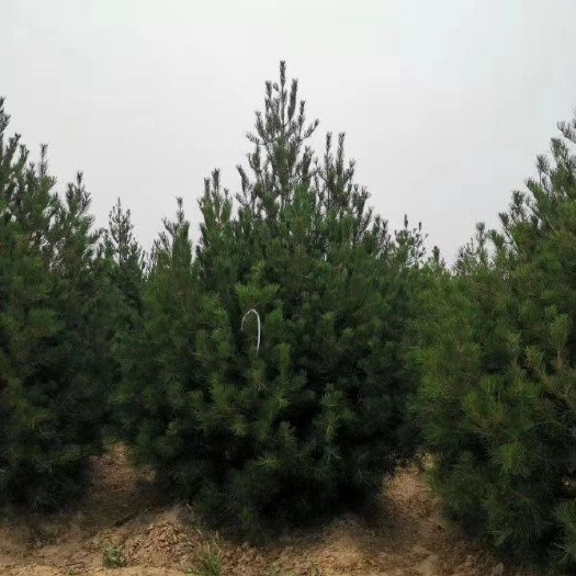 绛县2米白皮松，3米白皮松，4米白皮松基地直销