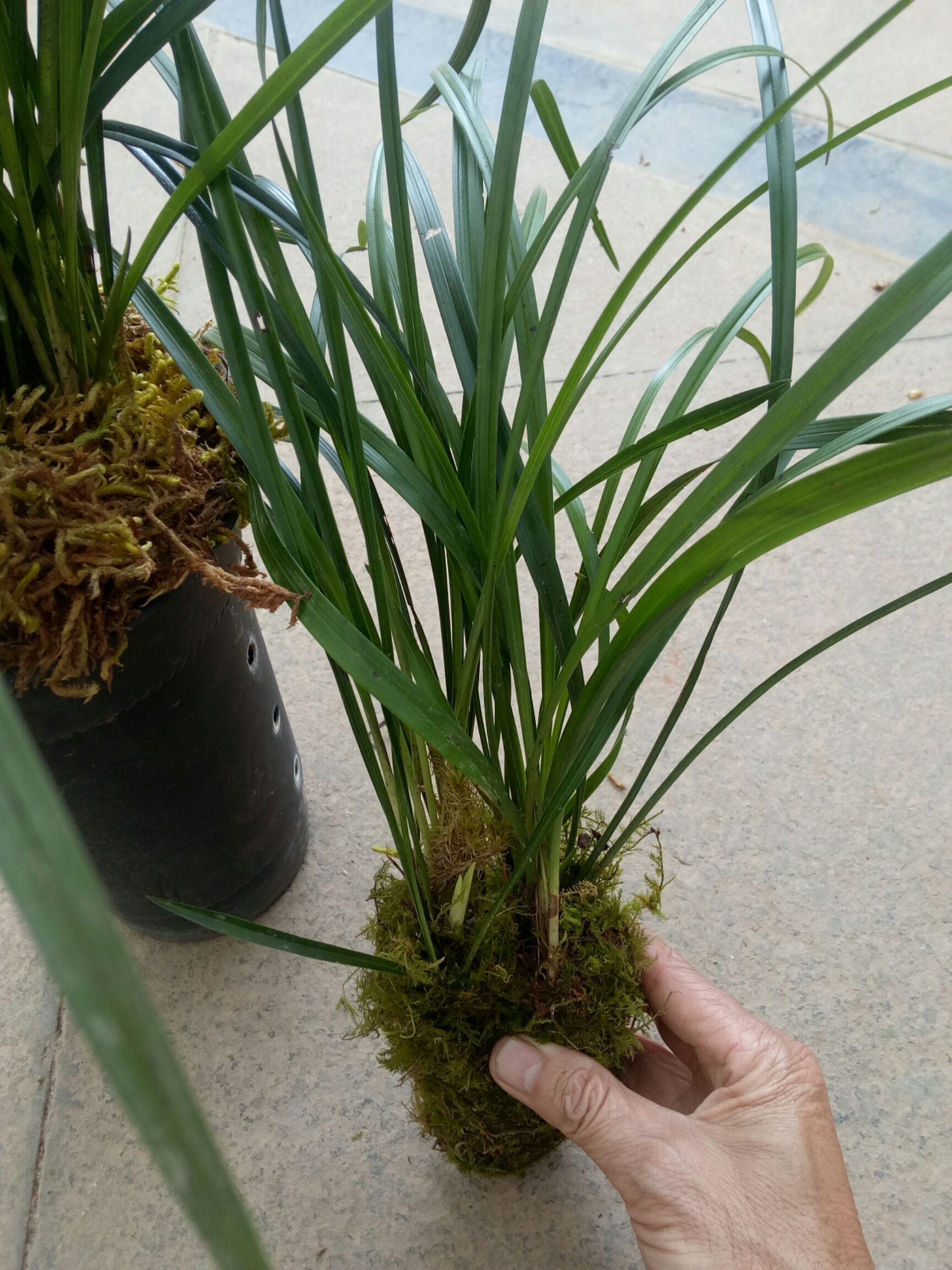 莲瓣兰莲瓣兰，包邮