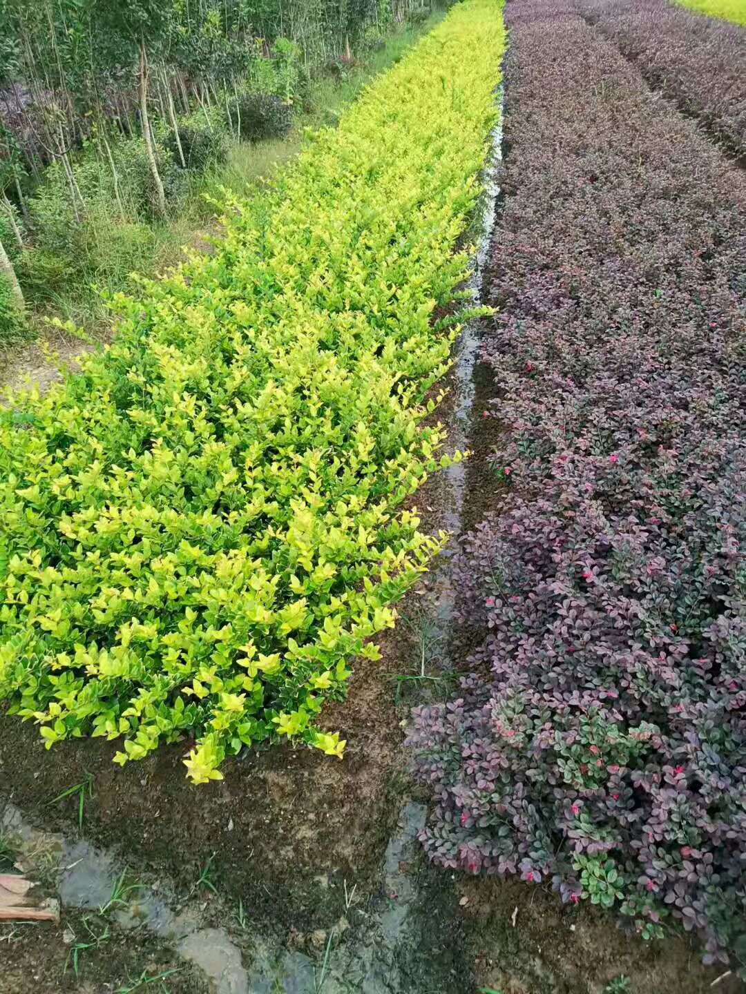  大量供应。红玉兰树。七叶树雪松小叶女贞造型树。各种地被色块。