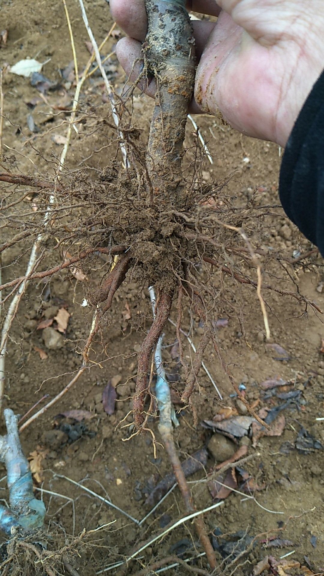  樱桃苗车厘子树苗