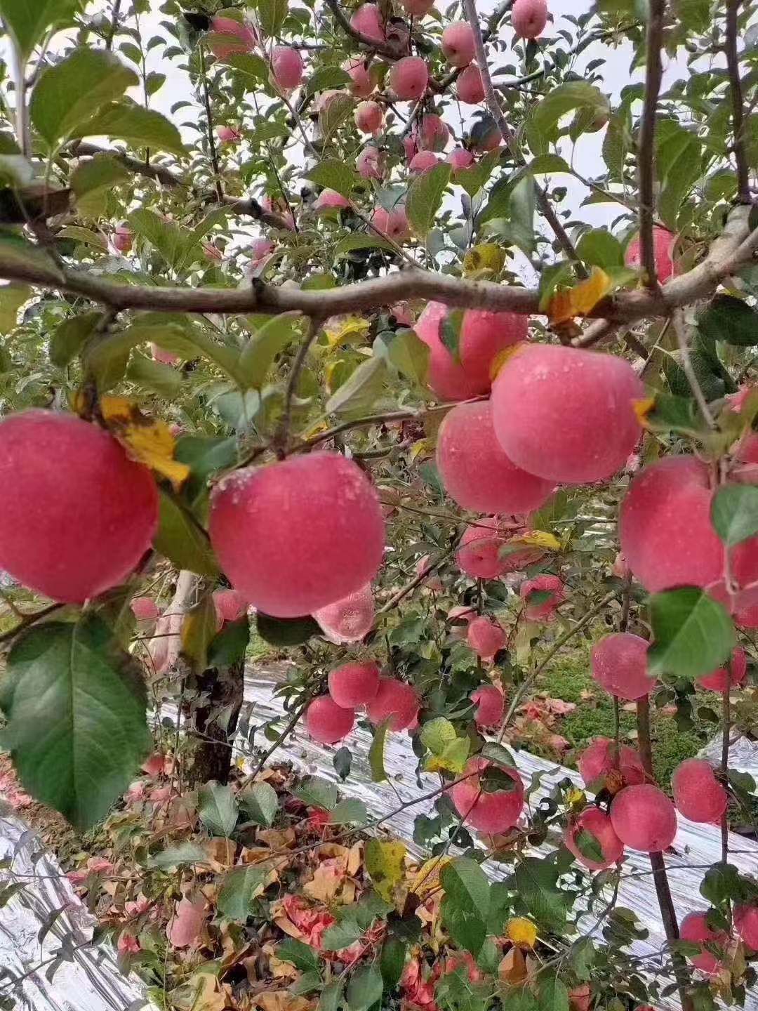 洛川苹果 产地直销