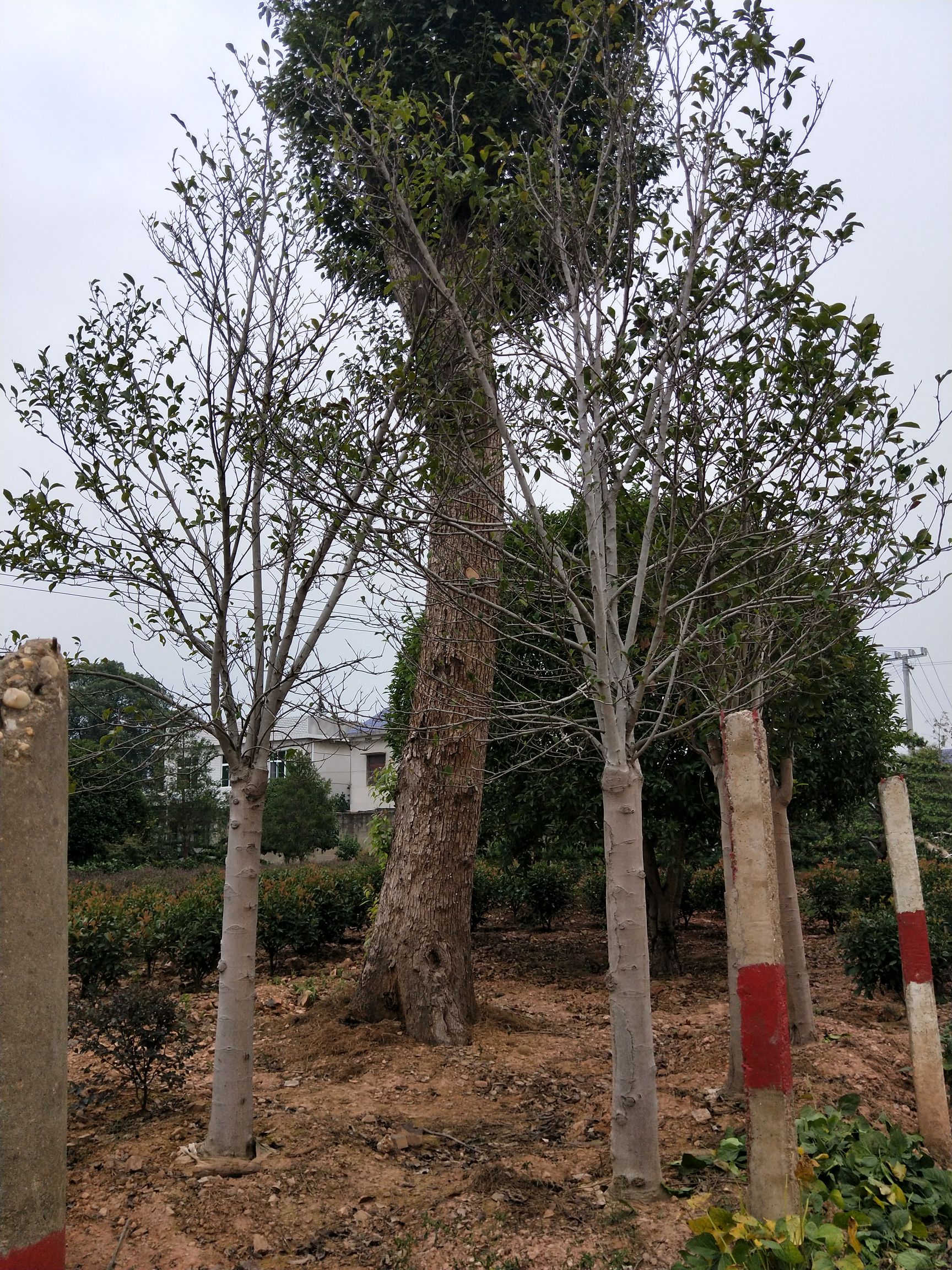 红花紫薇 3......20公分红花紫微