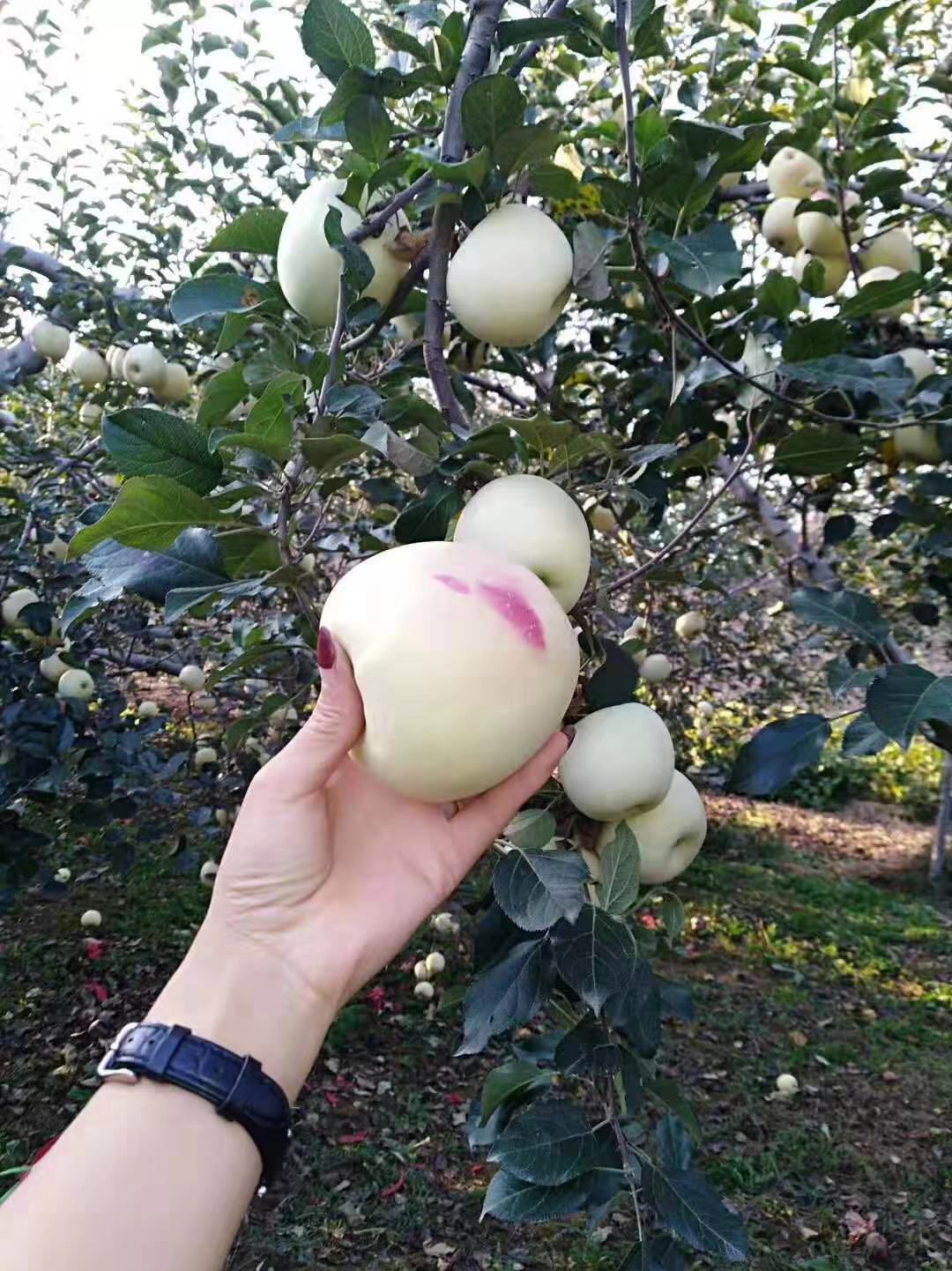 丑苹果 75mm以下 条红 纸袋
