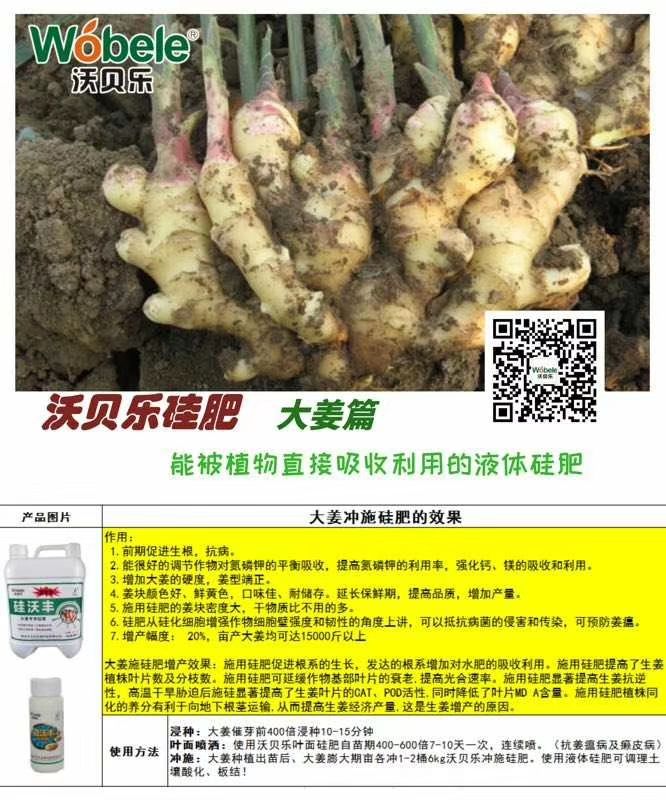 硅肥冲施肥叶面肥