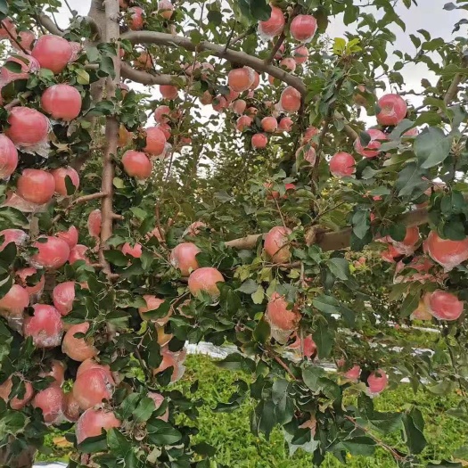 绛县 山西苹果