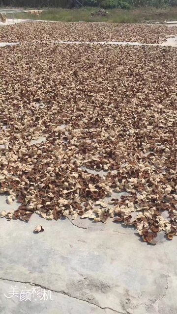  新会陈皮新皮上市