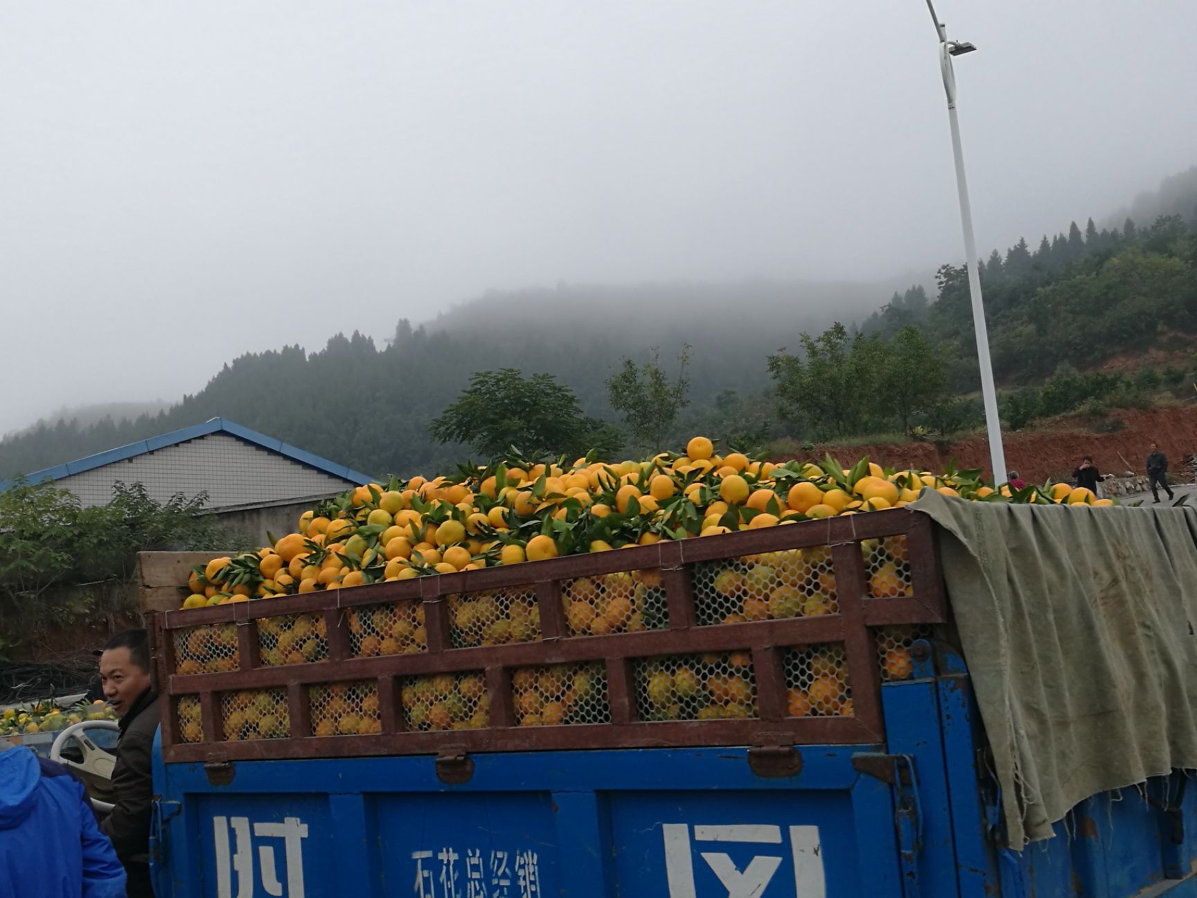 武当蜜橘 甘甜蜜桔大量上市