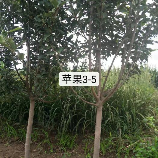 顺平县红富士苹果苗 富士苹果树