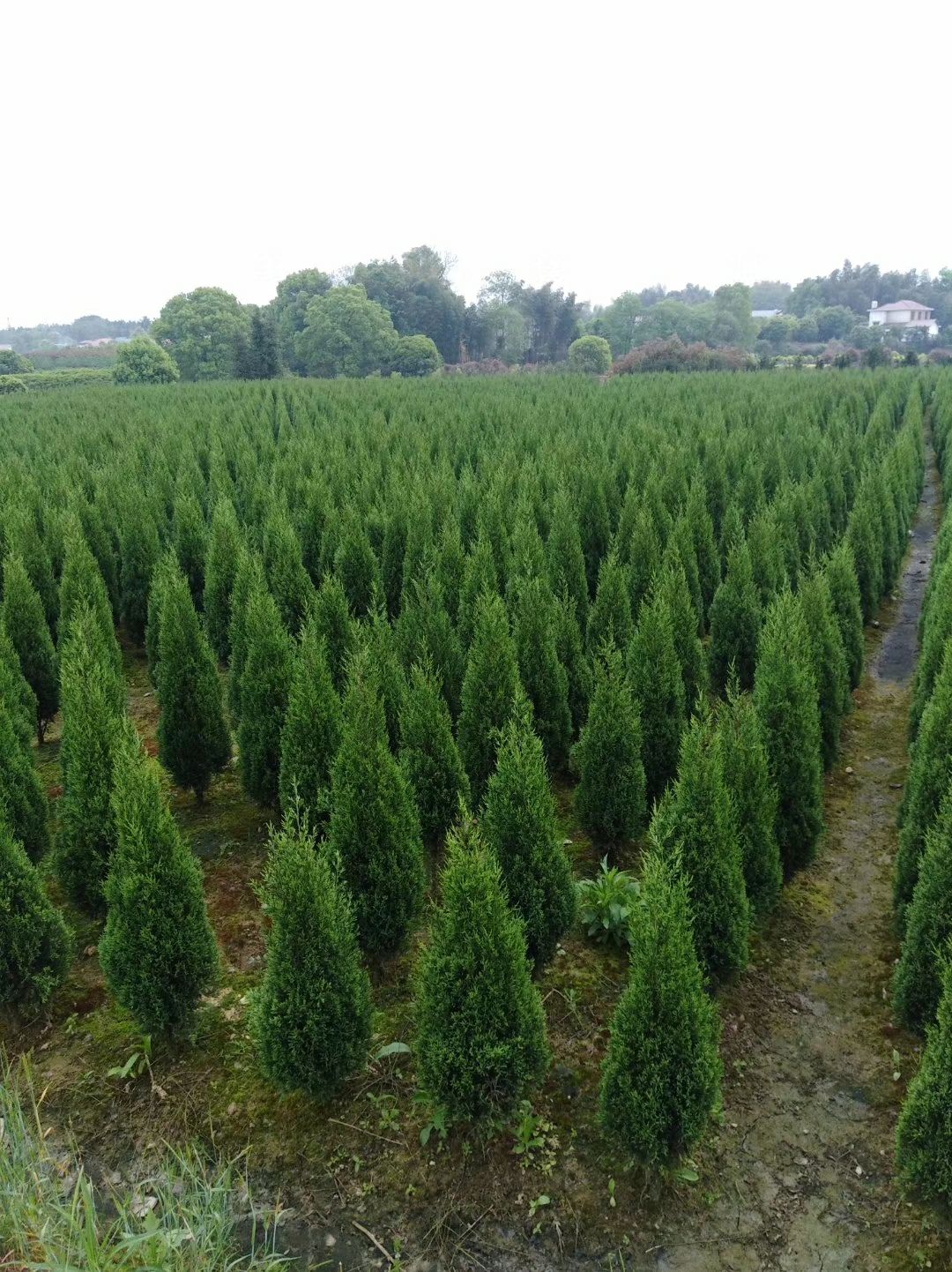 塔柏树苗 松柏树