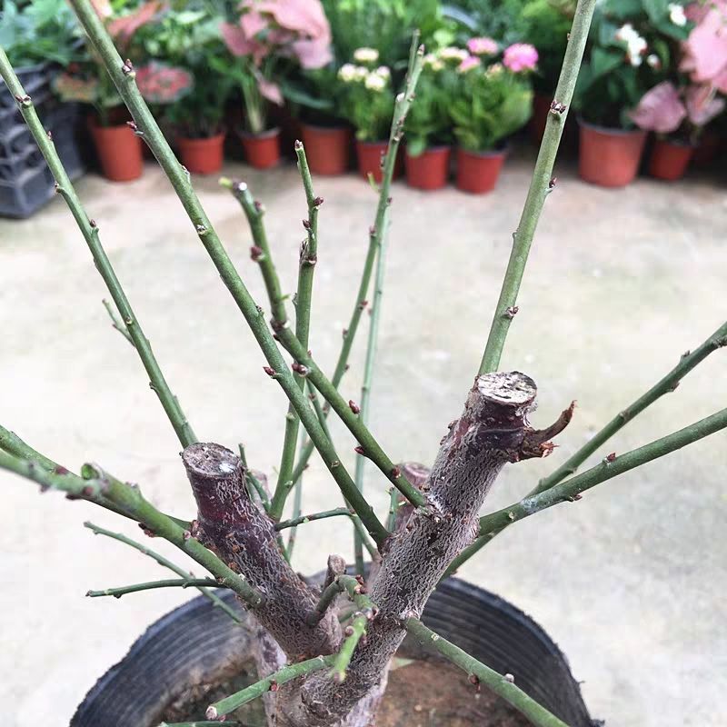  【盆景树桩实物红梅花腊梅红梅树苗乌梅绿梅朱砂梅室内盆栽绿植包