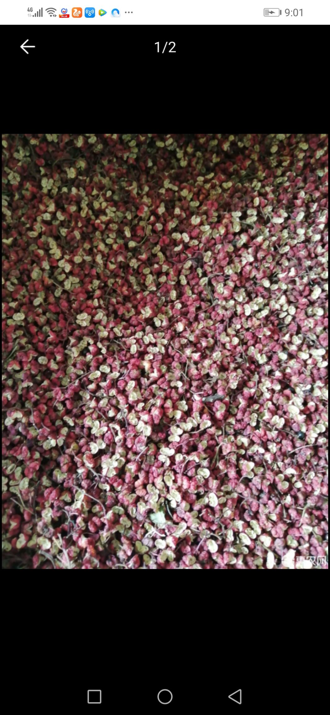 红花椒 天水大红袍