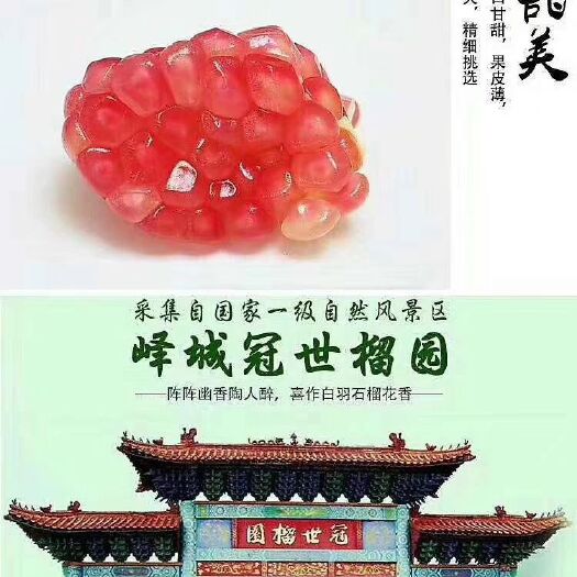 枣庄 大量供应，冠世榴园石榴