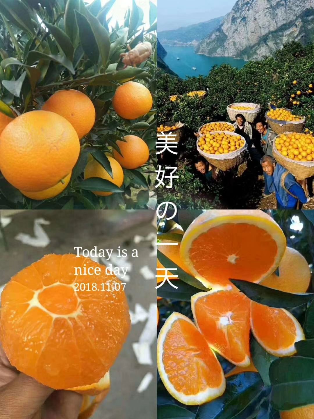 九月红脐橙/果冻橙/爱媛橙/爱媛38