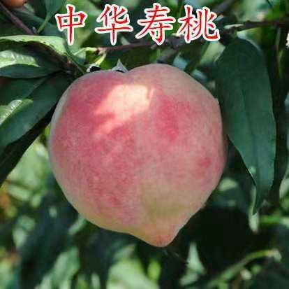 平邑县中华寿桃桃树苗 苗圃直供，保证品种和成活。1-3嫁接苗都有，免费技术指导。
