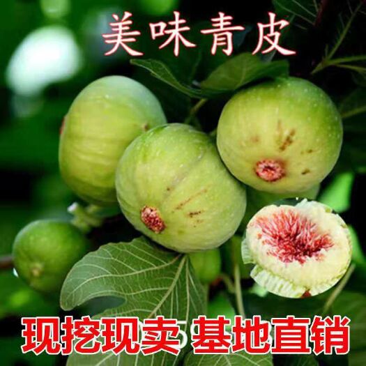 平邑县波姬红无花果苗 苗圃直供，品种齐全，根系发达，当年结果。