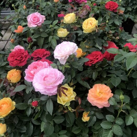 平邑县 【精选月季花苗灌木玫瑰盆栽花卉植物欧月庭院阳台花园四季开花