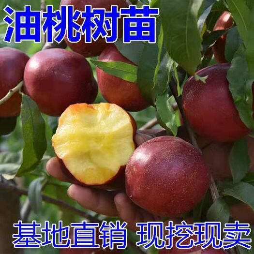 平邑县中油油桃苗 苗圃直供，保证品种和成活。1-3嫁接苗都有，免费技术指导。