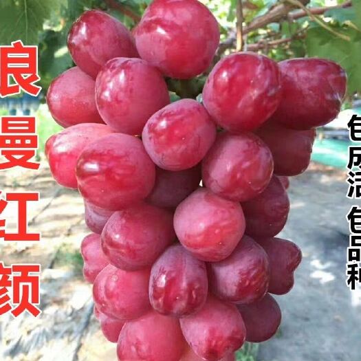 平邑县 浪漫红颜葡萄苗，天然无核品种纯正，基地直销，现挖现卖