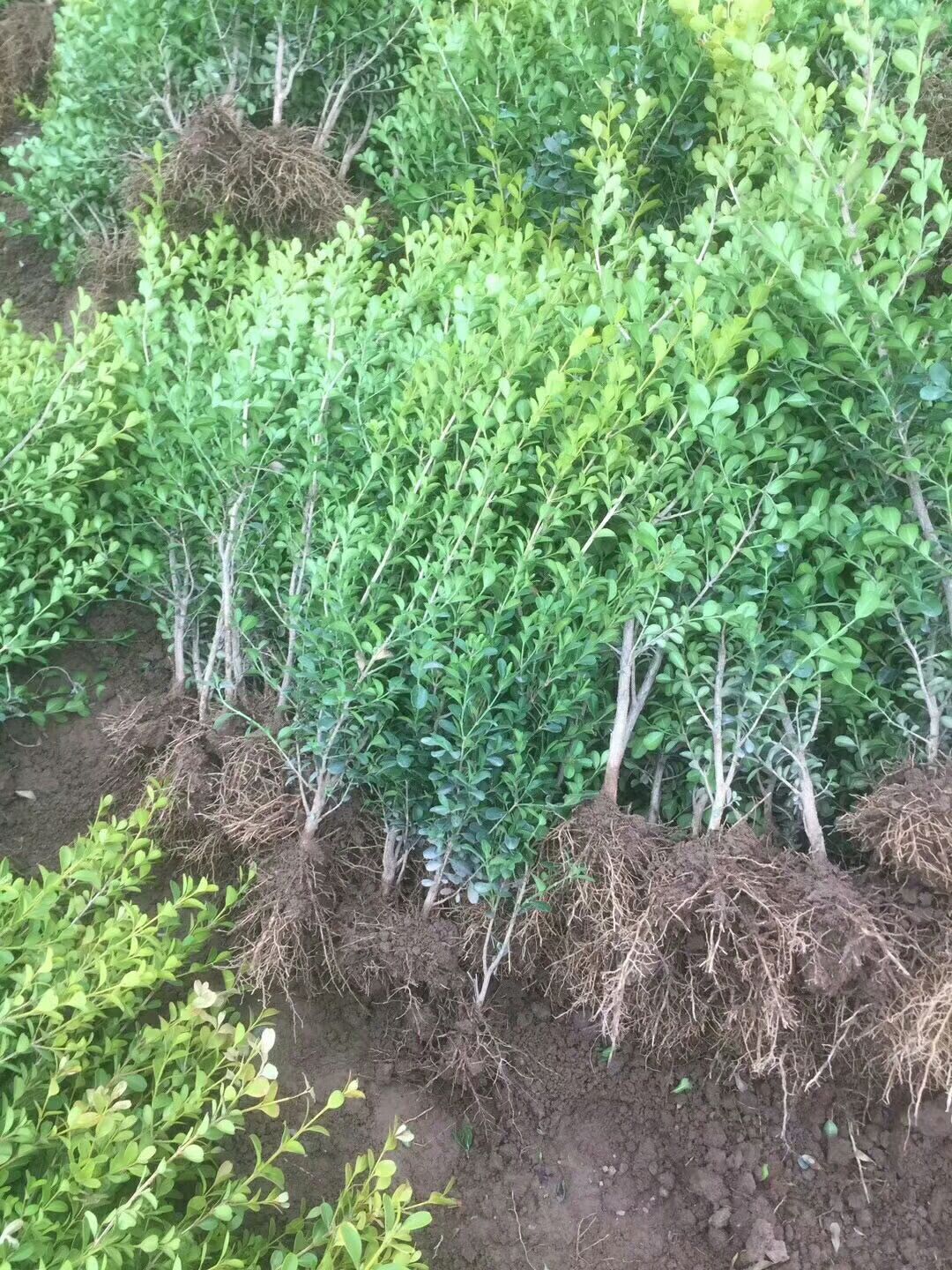  大量供应。红玉兰树。七叶树雪松小叶女贞造型树。各种地被色块。