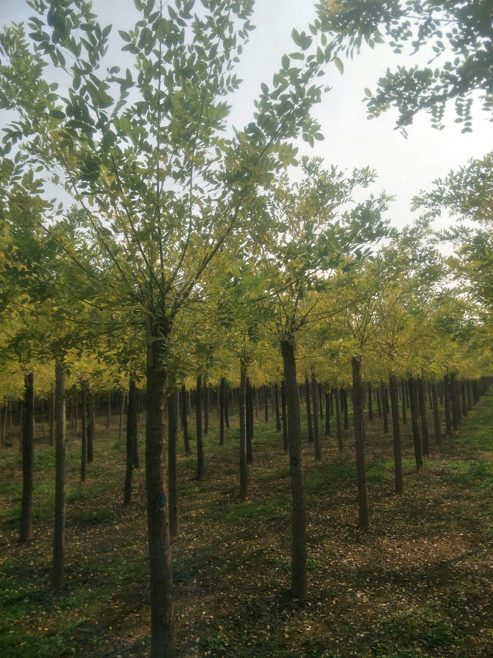 造型金枝槐 6-15公分金叶槐1-4年帽金枝国槐1-4年帽