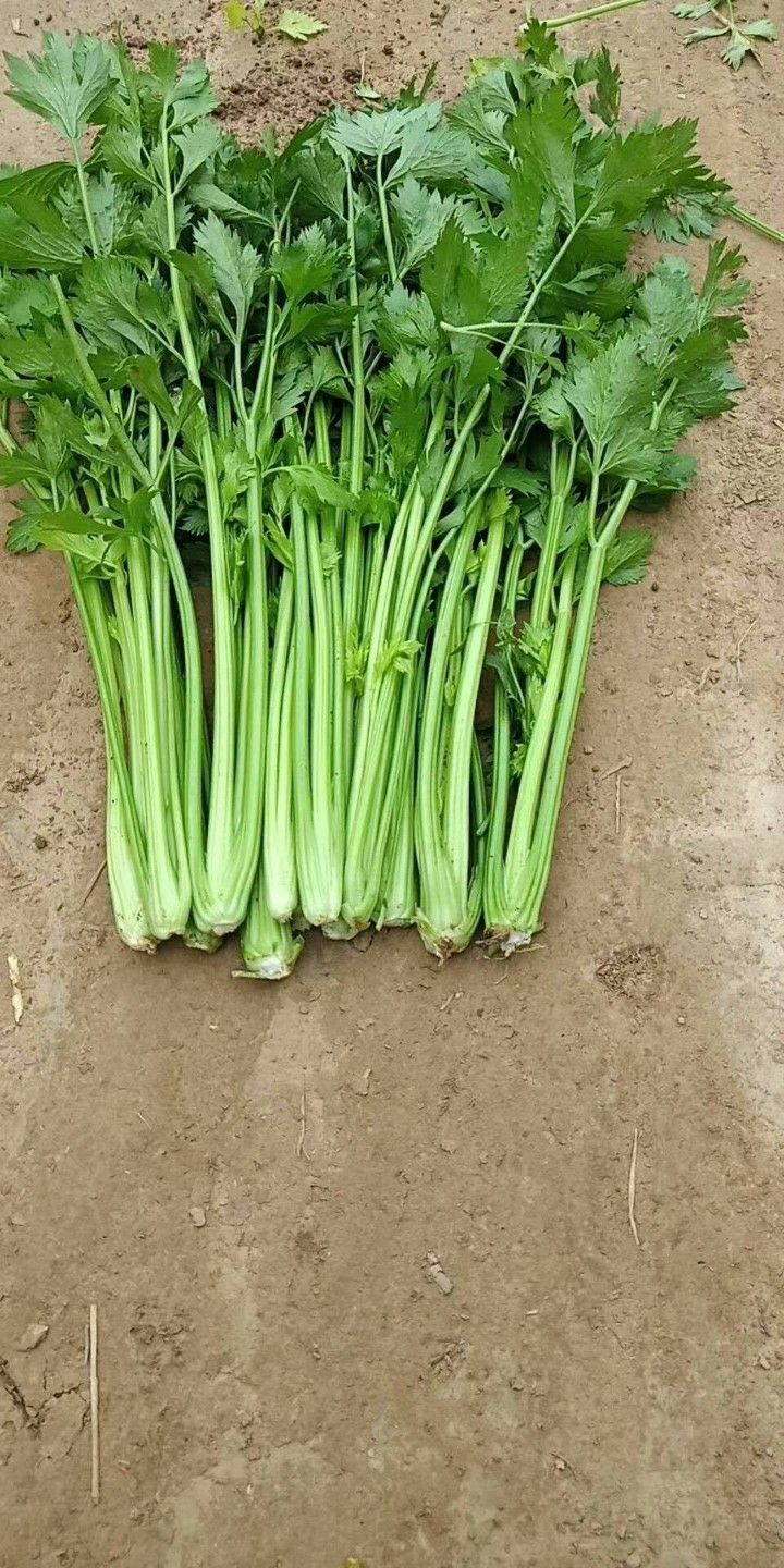 水芹  芹菜基地直供