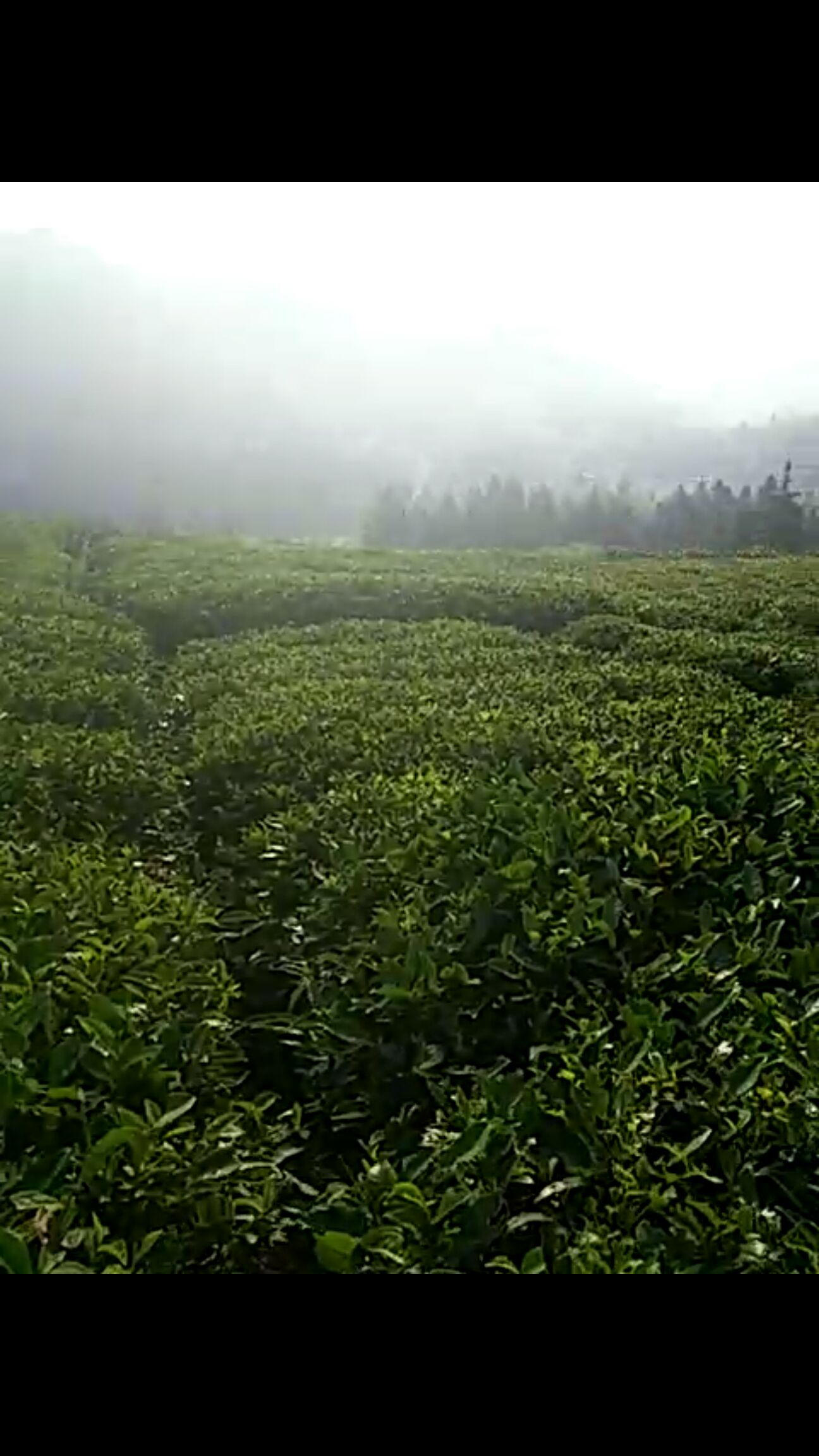  厂家直销主营福鼎白茶金骏眉金观音红茶