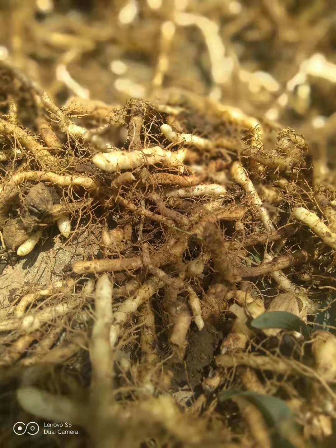  10岁男孩网上经商，张家界玉竹，鲜货