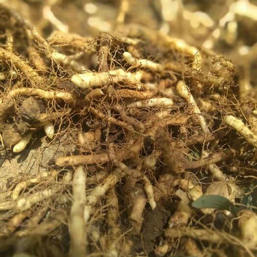 慈利县 10岁男孩网上经商，张家界玉竹，鲜货