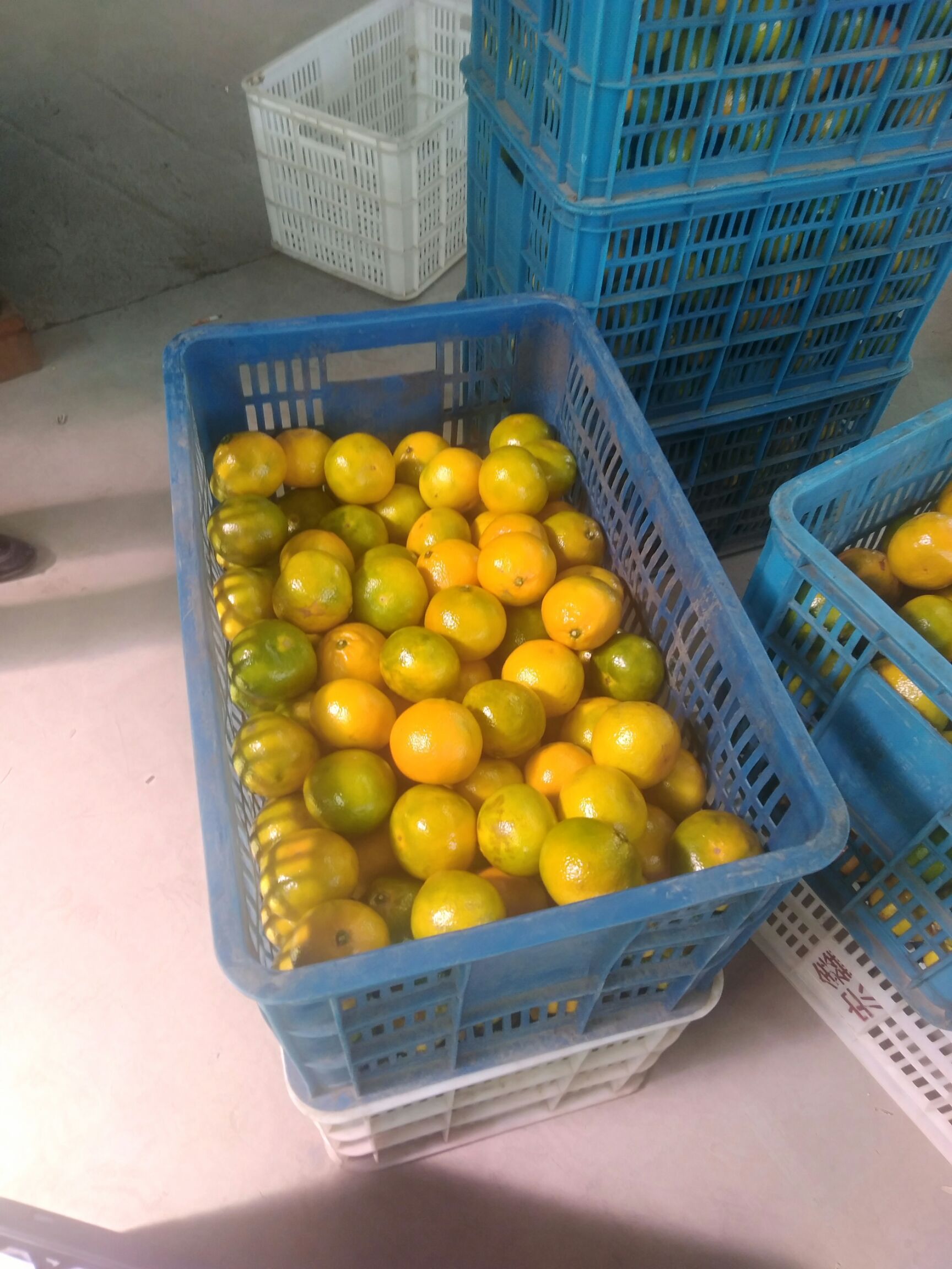 蜜桔 5.5 - 6cm 2 - 3两