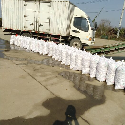 建湖县白肉慈菇 70g以上 