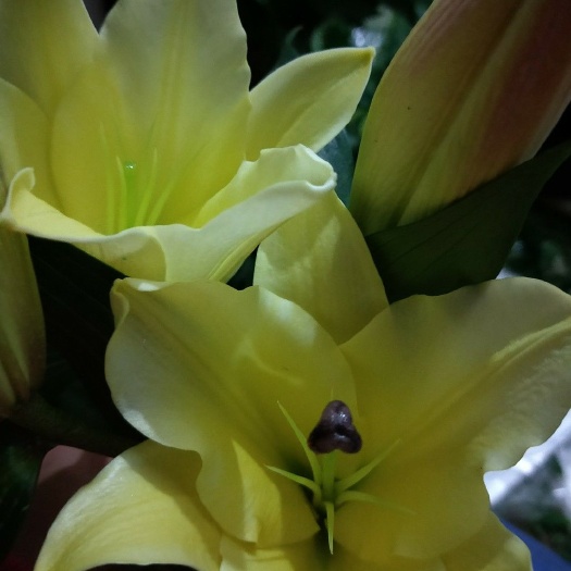 百合花 云南鲜花批发昆明鲜花斗南基地鲜花批发优质鲜花