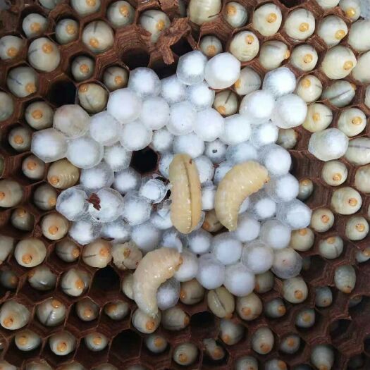 兴国县黄金虎头蜂 纯，金环虎头蜂，