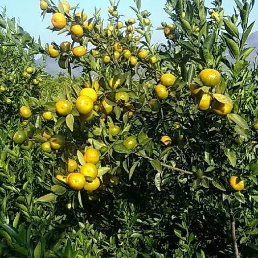 鹿寨县蜜桔 统货 1两以下