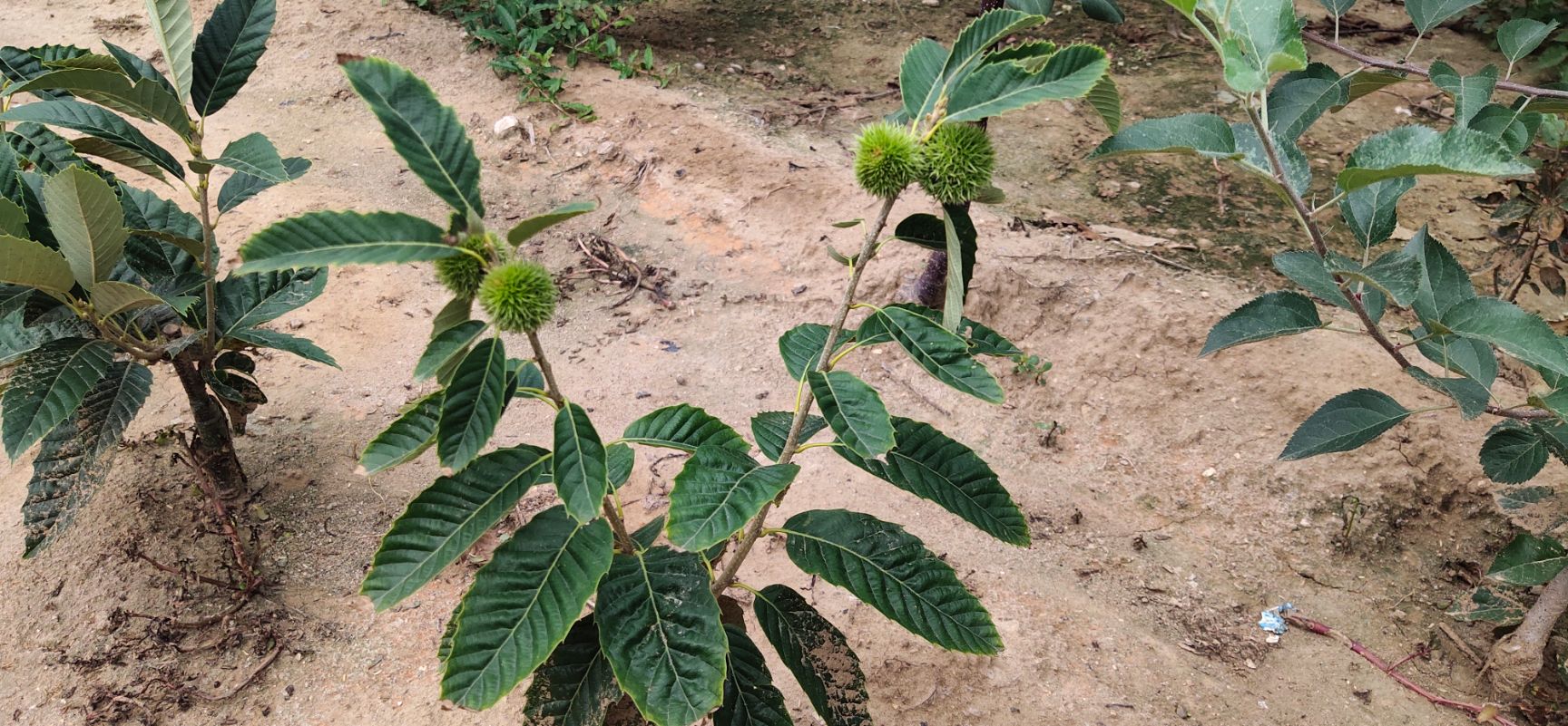  板栗苗嫁接优质大红袍板栗苗