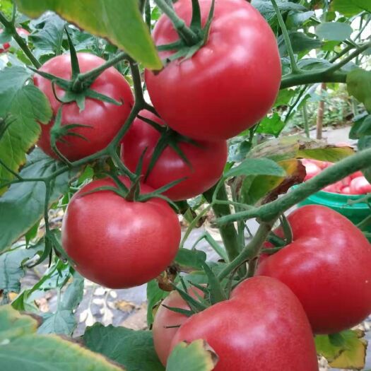 郑州嘉美3号露地棚耐热硬粉番茄种子西红柿种子