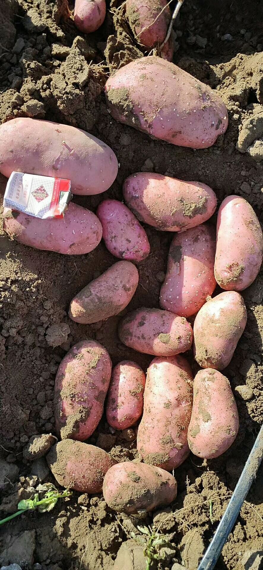 雪川土豆 优质雪川红商品薯