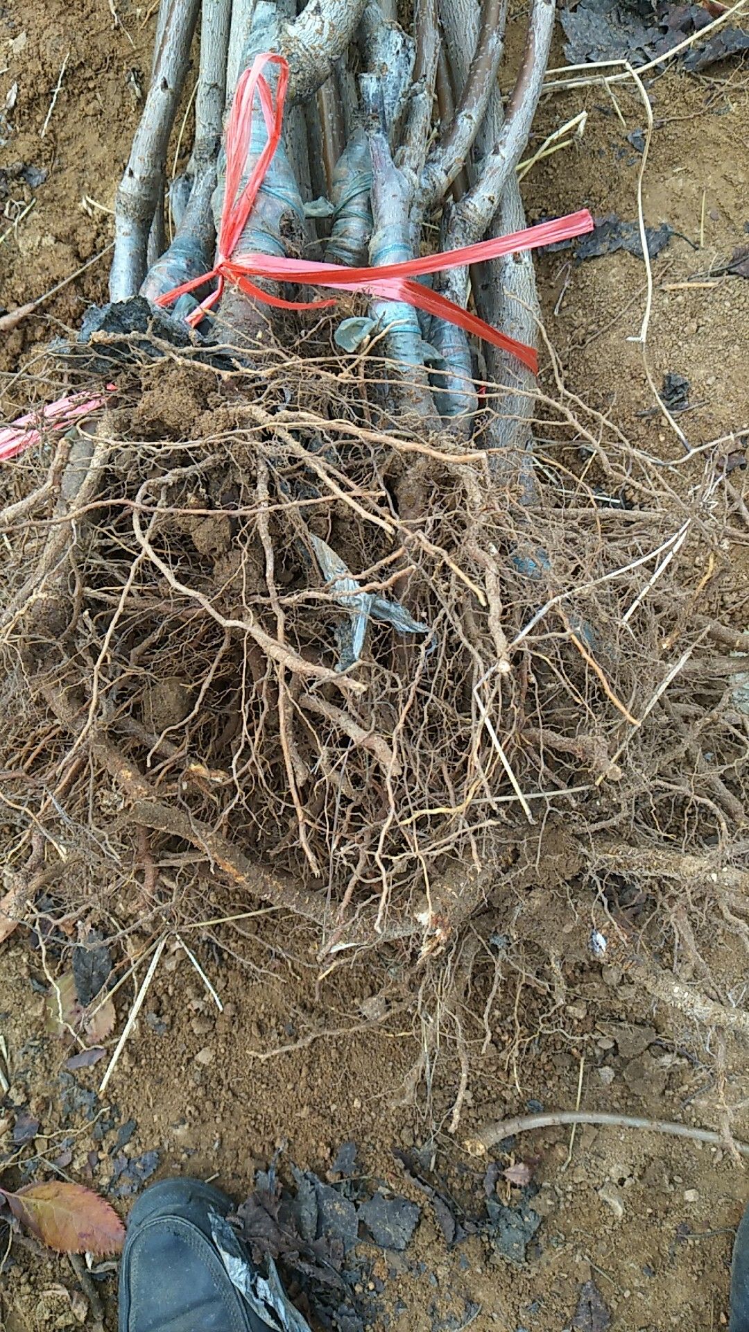  樱桃苗车厘子树苗