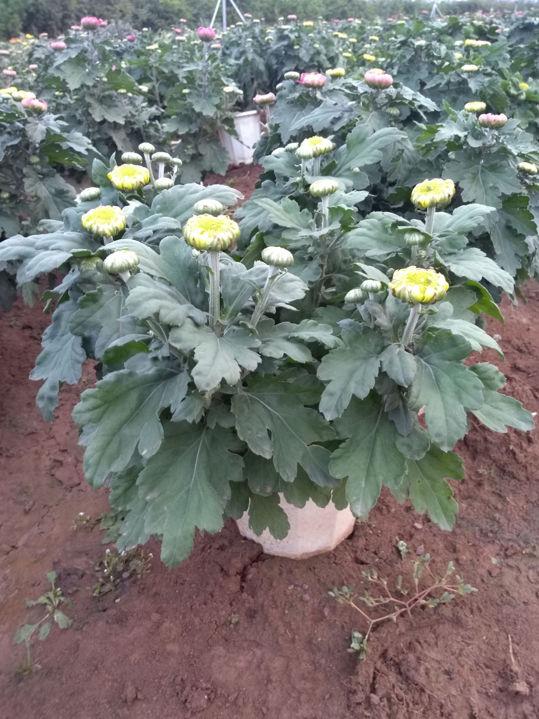 彩菊花苗 各种盆栽观赏菊花