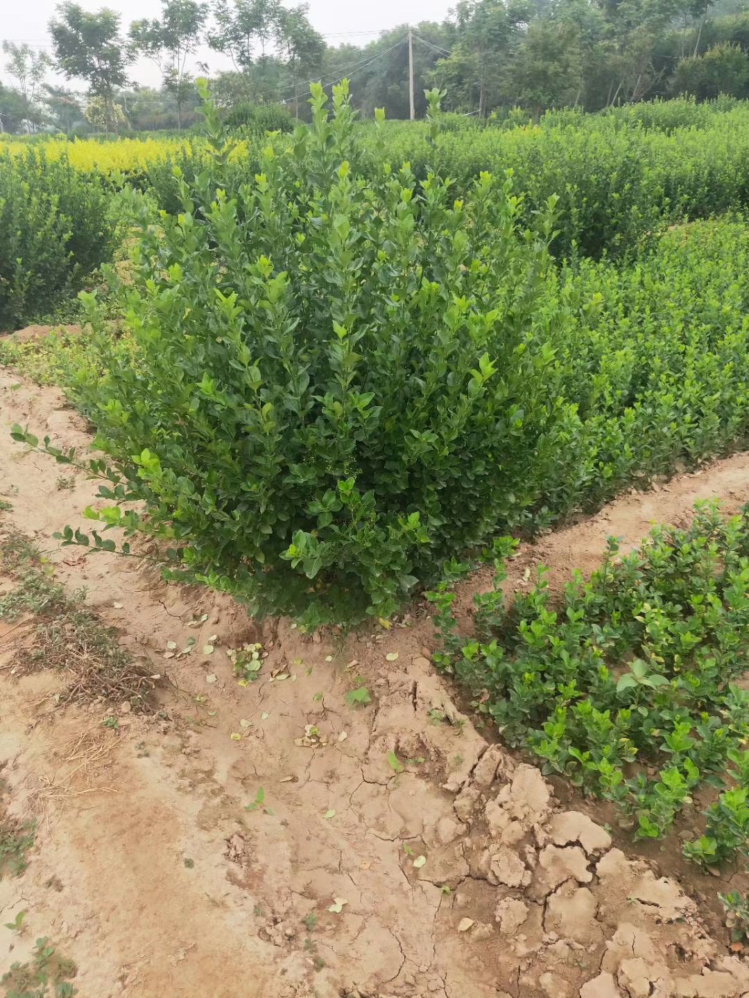  卫矛球价格卫矛毛球胶东卫矛苗