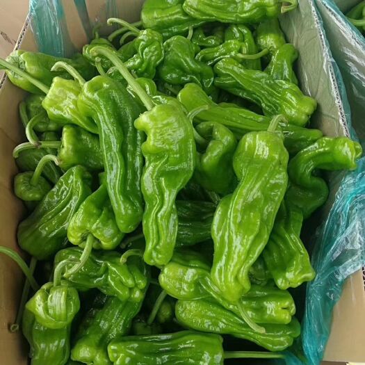 兰陵县 精品薄皮椒，产地直销