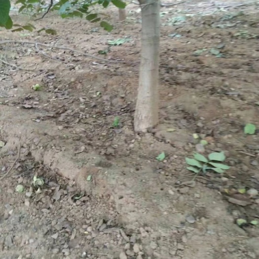 许昌8518核桃苗  8-12公分的核桃树低价出售5000颗，打土丘，裸根都可以