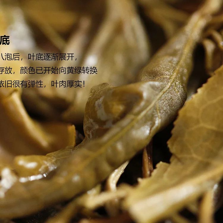 老树普洱 【五年干仓曼松古树贡茶】大款喝曼松，一身都轻松 799元/饼